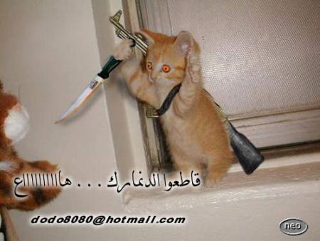 ma3likch